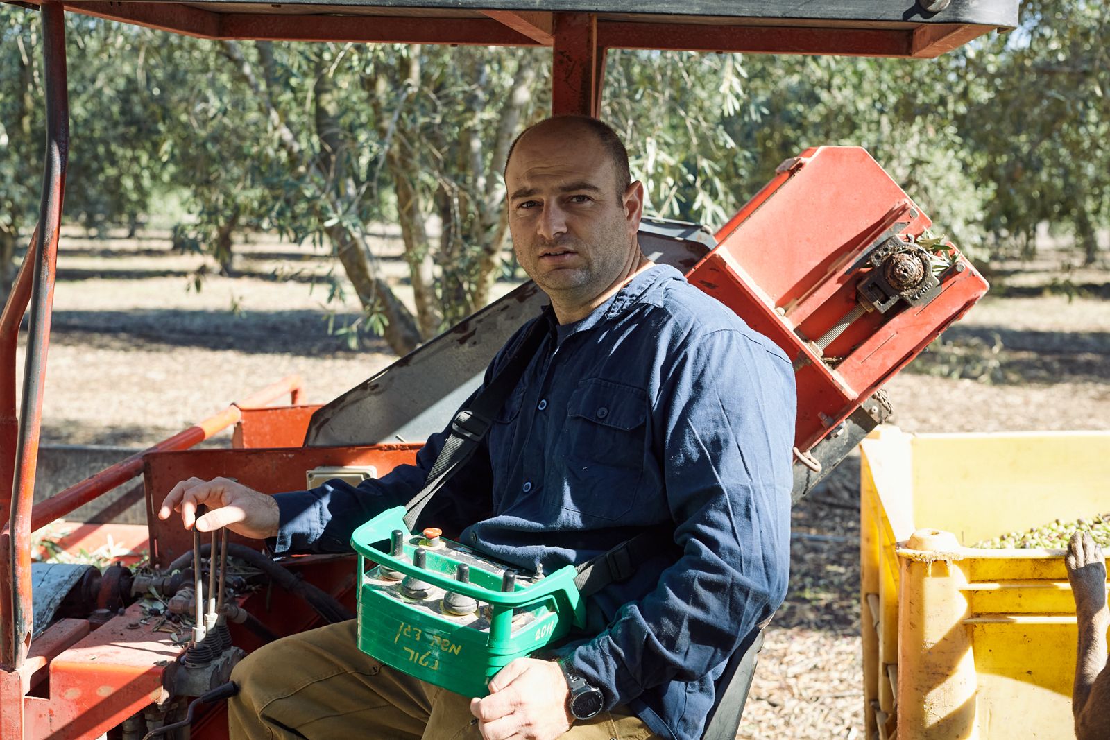 מטע הזיתים של משק דגן ברמת הגולן