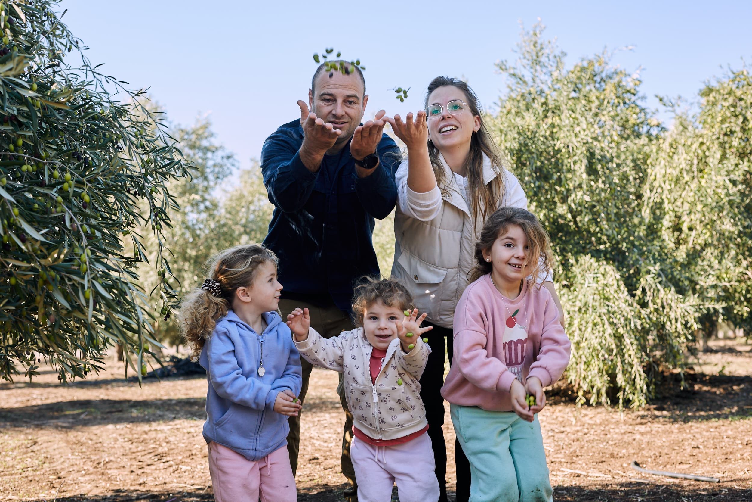מסיק זיתים קפדני בעיתוי האופטימלי