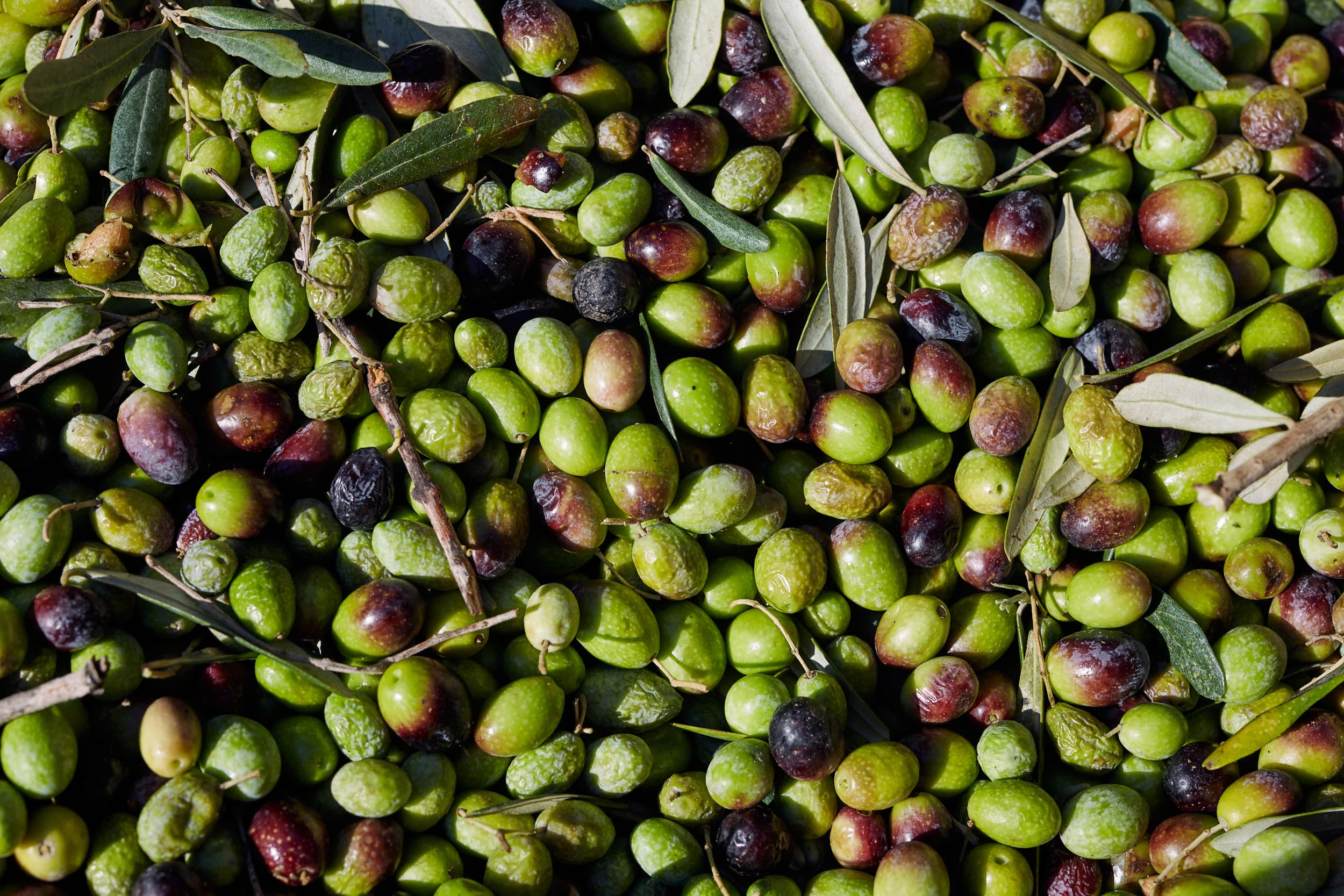זיתים טריים לאחר מסיק